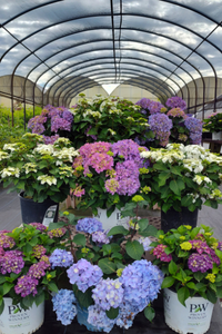 Nursery Stock 3